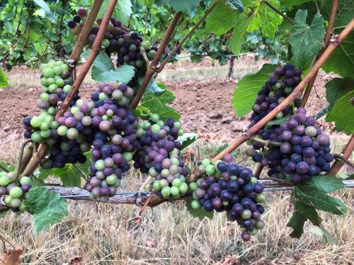 Clusters of green and purple grapes hanging from a vine, surrounded by green leaves in a vineyard setting.