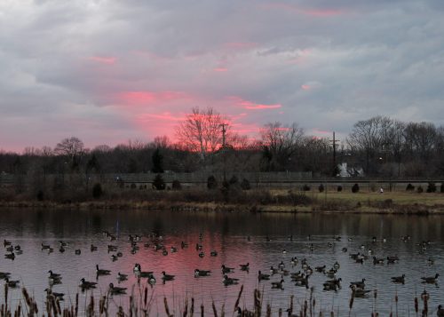 A serene lake at sunset, with ducks swimming and a colorful sky reflecting on the water.