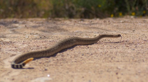 A long snake slithering across a sandy surface, with blurred background vegetation.