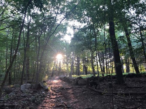 Sunlight filters through trees along a dirt path in a serene forest, with rocks lining the trail.