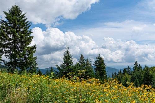 A vibrant field of yellow flowers in front of tall green trees under a blue sky with fluffy white clouds.