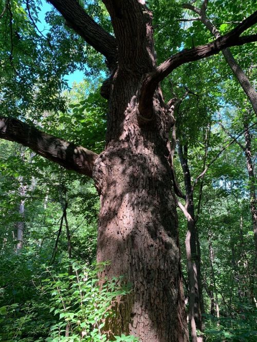 A tall tree with a textured trunk and lush green leaves in a dense forest setting.