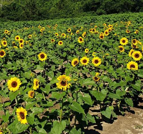 A vibrant field of sunflowers in full bloom, surrounded by lush green leaves under a clear blue sky.