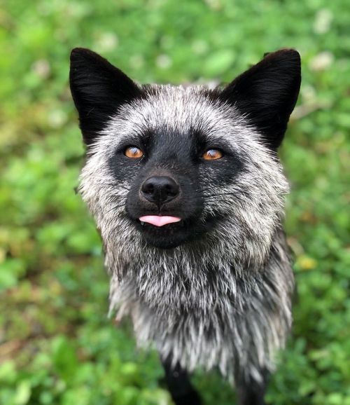 A close-up of a fluffy, gray fox with bright eyes and its tongue sticking out, set against a green background.