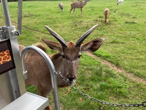 A close-up of a male kudu with large horns, standing near a vehicle in a grassy field with other animals in the background.