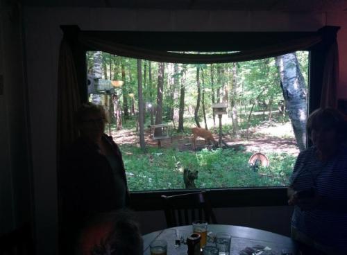 Two people inside a room look out a large window at a deer in a wooded area with bird feeders.