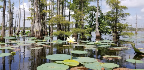 A serene wetland scene with cypress trees and large lily pads, featuring a single white lotus flower in bloom.