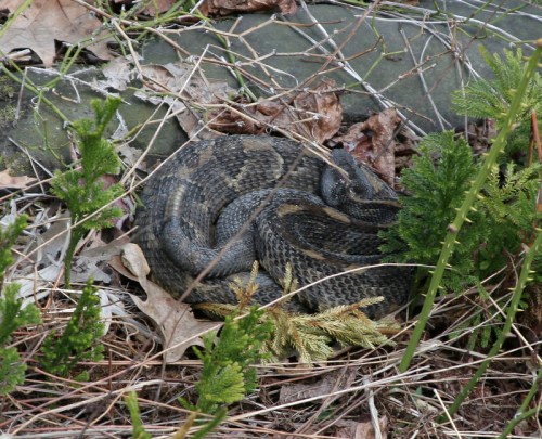 A coiled snake resting among dry leaves and green plants on the ground.