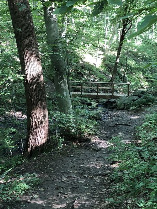 A serene forest path leads to a small wooden bridge over a stream, surrounded by lush green trees.