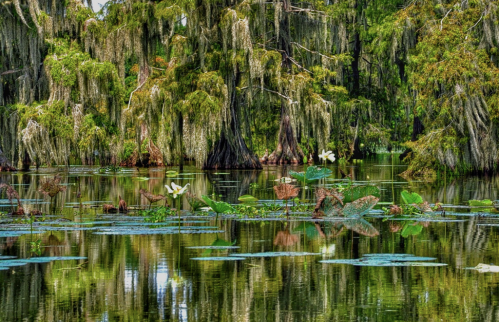 Lush swamp scene with cypress trees, hanging moss, and water lilies reflecting in calm waters.