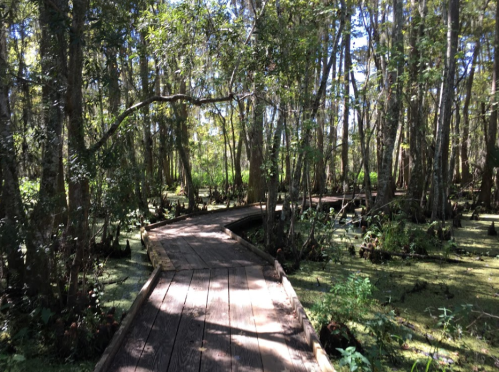 A winding wooden boardwalk through a lush, green swamp surrounded by tall trees and water.
