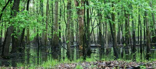 Lush green forest with tall trees reflected in calm water, creating a serene, wetland environment.