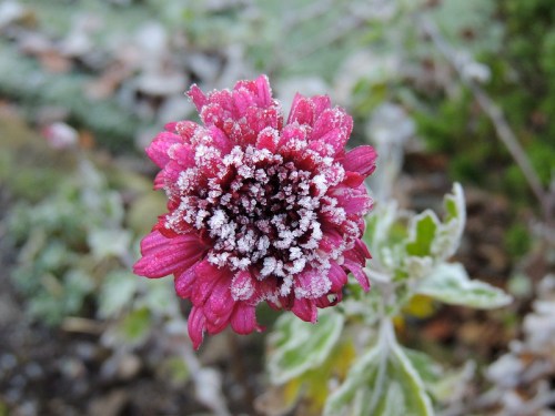 A close-up of a pink flower covered in frost, surrounded by green leaves and a blurred background.
