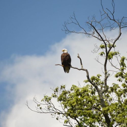 A bald eagle perched on a branch against a blue sky with clouds.