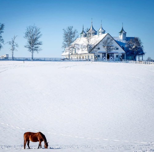 A horse grazes in a snowy field with a large, elegant barn in the background under a clear blue sky.