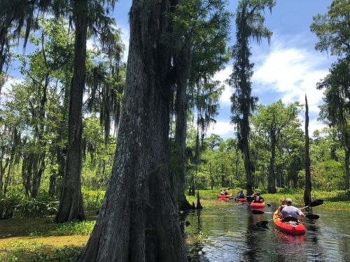 A group of kayakers paddles through a lush, green swamp with tall trees and hanging moss under a bright blue sky.