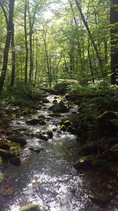 A serene forest scene with a flowing stream, surrounded by lush greenery and sunlight filtering through the trees.