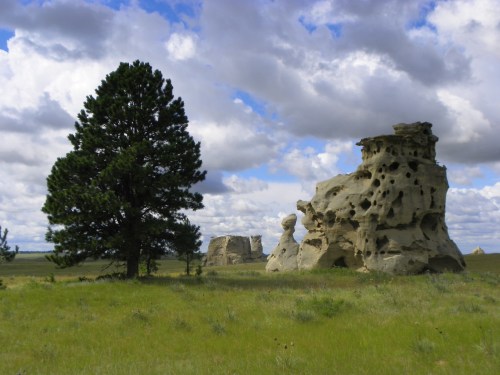 A large rock formation with holes stands beside a tall pine tree under a cloudy sky in a grassy landscape.