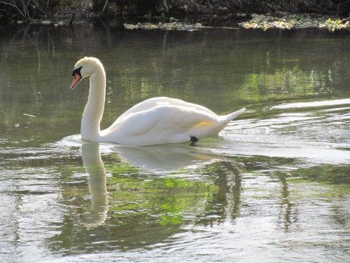 A graceful white swan glides across a calm, reflective water surface surrounded by greenery.