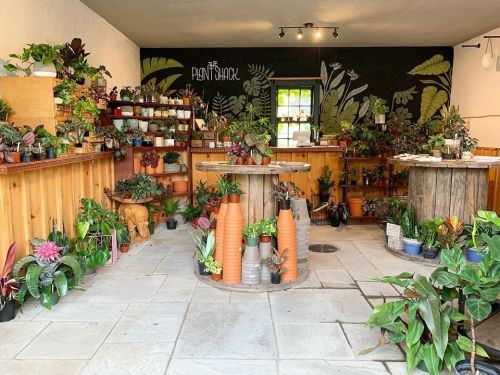 A cozy plant shop filled with various potted plants, wooden shelves, and a mural of leaves on the wall.