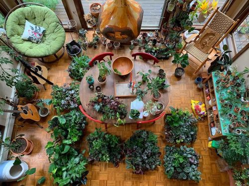 A cozy indoor space filled with various plants, a wooden table, chairs, and musical instruments, creating a vibrant atmosphere.