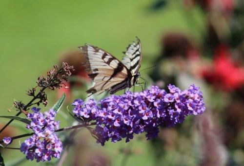A butterfly perched on vibrant purple flowers, surrounded by greenery and other colorful blooms.