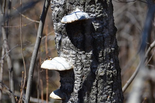 Three white shelf fungi growing on a textured tree trunk in a forest setting.