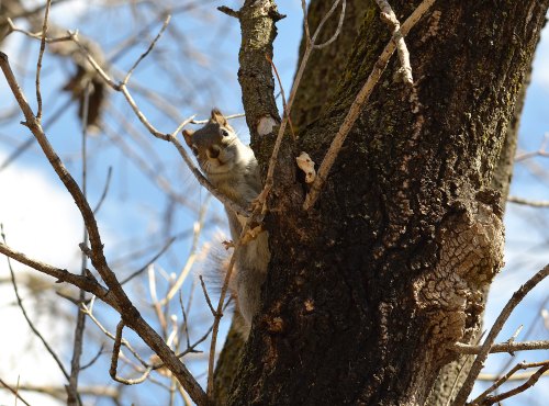 A squirrel clings to a tree branch, peering out from behind the bark against a blue sky.