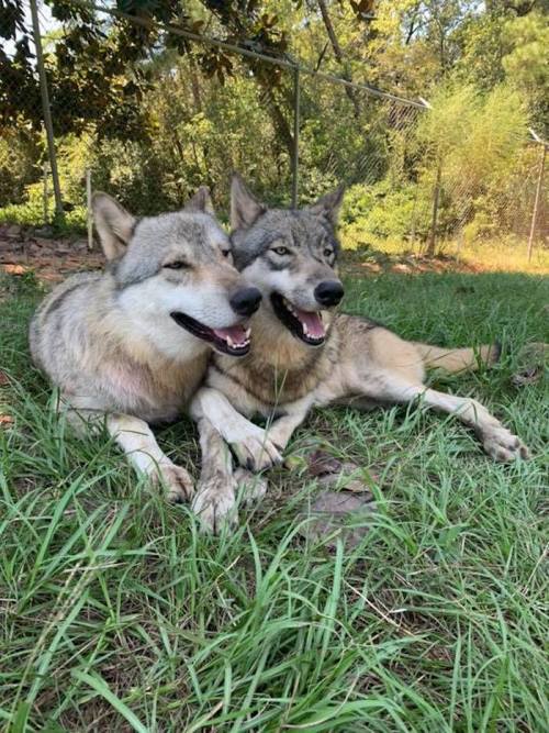 Two wolves lying together on green grass, looking relaxed and content in a natural setting.