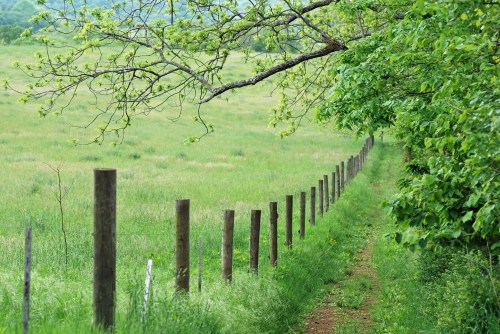 A grassy field with a line of wooden fence posts and a tree branch overhead, creating a serene rural scene.
