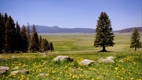 A serene landscape featuring a grassy meadow dotted with yellow flowers, surrounded by trees and distant mountains.