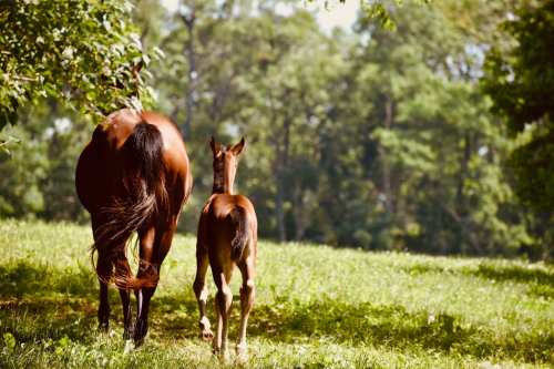 A mare and her foal walk together through a sunny, green field with trees in the background.