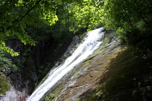 A serene waterfall cascading down a moss-covered rock, surrounded by lush green foliage.