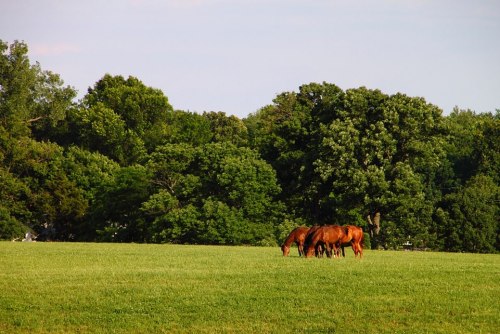 A group of horses grazing in a lush green field surrounded by trees under a clear sky.
