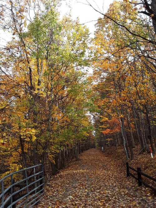 A serene forest path lined with trees displaying vibrant autumn foliage and a carpet of fallen leaves.