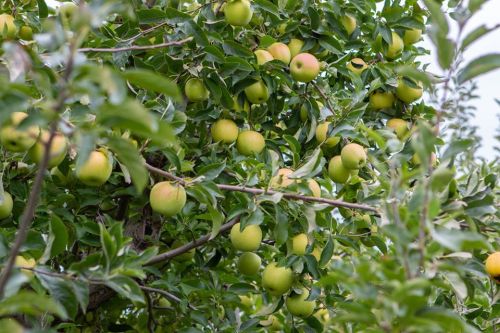 A close-up of a tree branch laden with green apples among lush green leaves.