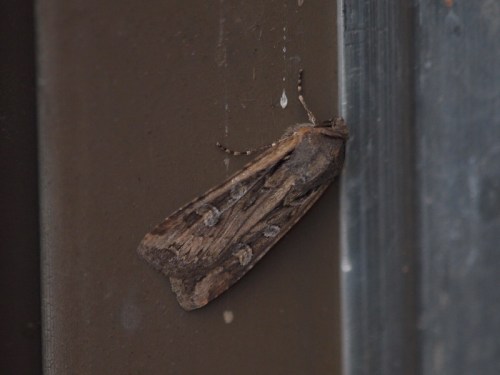 A brown moth resting on a dark surface, with distinct patterns on its wings.