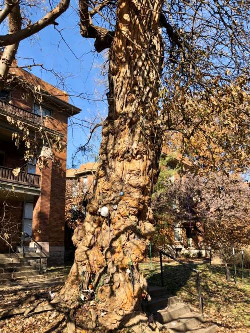 A large, textured tree trunk with a mix of bark and decorations, surrounded by buildings and autumn foliage.