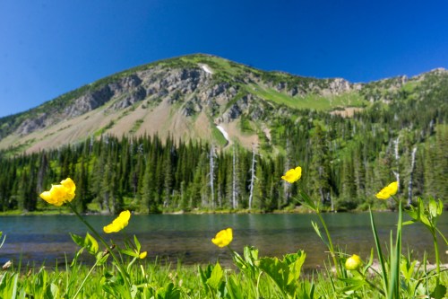 A serene landscape featuring yellow wildflowers in the foreground, a clear lake, and a mountain backdrop under a blue sky.
