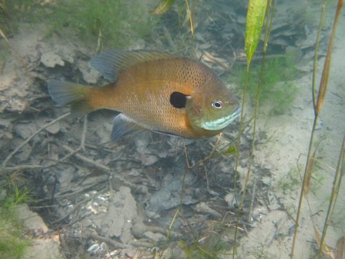A fish swimming underwater among aquatic plants and debris, showcasing its vibrant colors and distinctive markings.