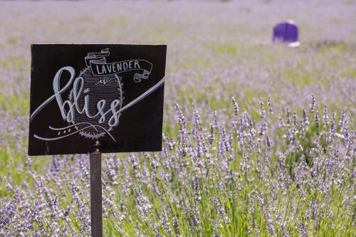 A sign reading "Lavender Bliss" stands in a field of blooming lavender flowers.