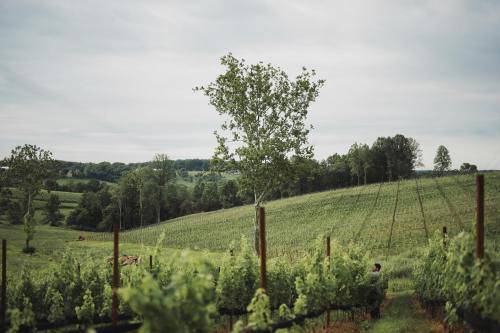 A lush vineyard landscape with rows of grapevines and a solitary tree against a cloudy sky.