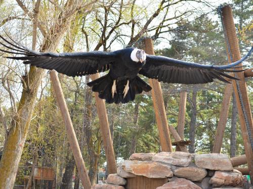 A large black vulture with a white head glides above rocky terrain, surrounded by trees and enclosures.