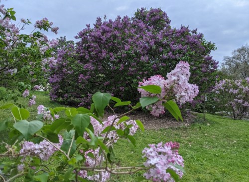 A lush garden scene featuring blooming lilac flowers in shades of purple, with a large lilac bush in the background.
