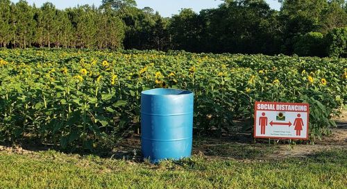 A blue barrel in a sunflower field next to a sign promoting social distancing with figures and arrows.