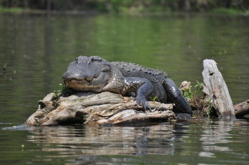 A large alligator resting on a log in a calm body of water, surrounded by greenery.