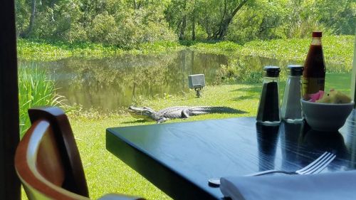 A crocodile rests by a pond, visible through a restaurant window with a table set for dining.