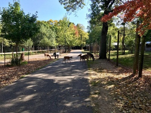 A peaceful path in a park with deer grazing among trees and fallen leaves on a sunny day.