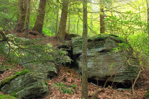 A serene forest scene featuring large moss-covered rocks surrounded by trees and lush greenery.