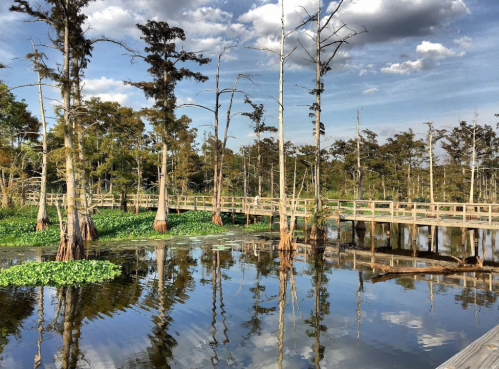 A serene wetland scene with cypress trees, a wooden walkway, and reflections in calm water under a blue sky.